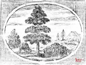 Croxall - Fir Tree and Bramble