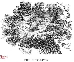 Whittingham - Sick Kite