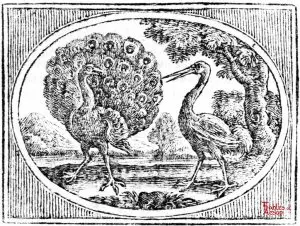 Croxall - Peacock and Crane