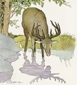 Stag Reflection
