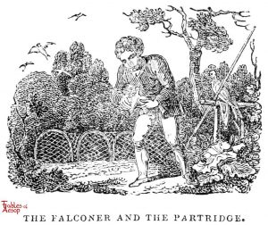 Whittingham - Falconer and Patrridge
