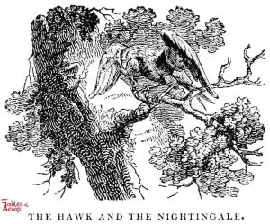 Whittingham - Hawk and Nightingale
