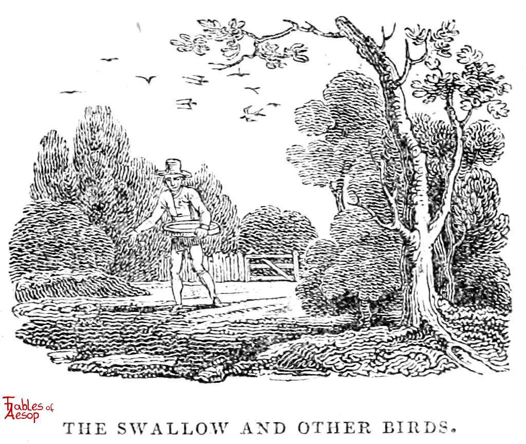 Barn swallow Bird Drawing, Bird, angle, animals, hand png | PNGWing