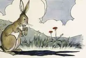 Hare's Ears