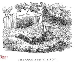 Whittingham - Cock and Fox