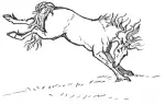 Horse Stag C1