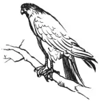 Hawk Dove C1