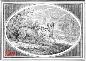 Bewick - 0321 - Dog and Wolf