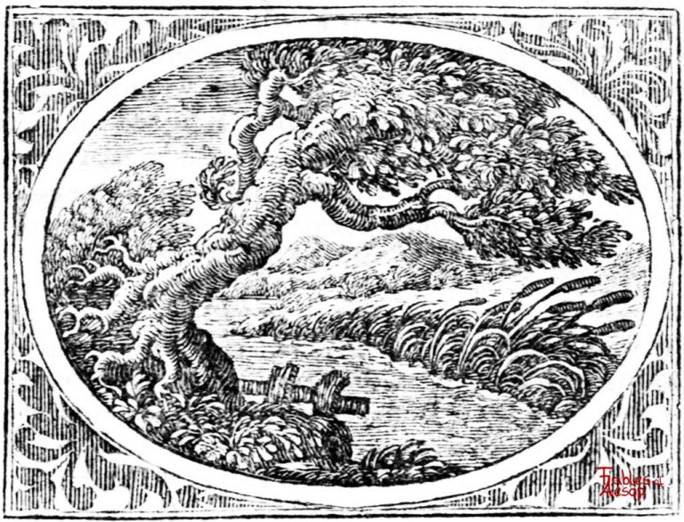 Tree Versus Reed The Tree and The Reed - Fables of Aesop