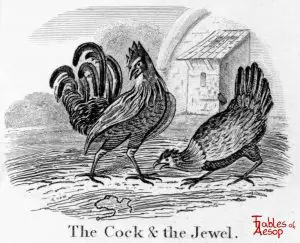 Taylor - Cock and Jewel 0067