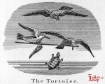 Taylor - Tortoise 0121