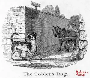 Taylor - Coblers Dog 0171