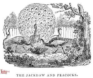Whittingham - Daw and Peacocks