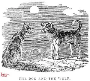 Whittingham - Dog and Wolf